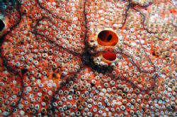 Brittle Stars on some Red Boring Sponge. Nikon Coolpix 99... by Brian Mayes 